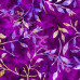 Leafy Trail  Violet 100% Digital Cotton Poplin