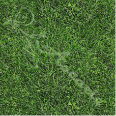 Green Grass 100% Digital Cotton