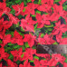 Poinsettia Christmas Design 100% Digital Cotton 