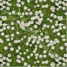 Daisies in Grass 100% Digital Cotton