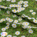 Daisies in Grass 100% Digital Cotton