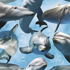 Digital Dolphins 100% Cotton Print