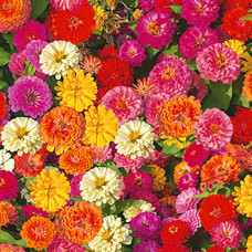 60cm Dahlias & Gerberas 100% Cotton Print