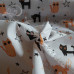 Spooky Halloween Scary Cats on White Polycotton 